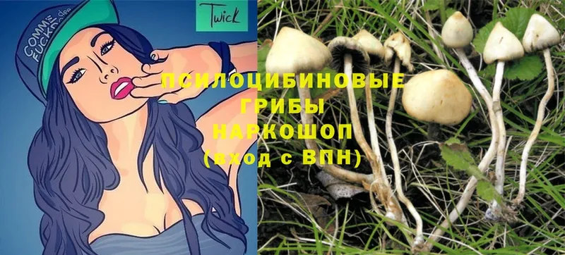 как найти наркотики  Новое Девяткино  Галлюциногенные грибы Magic Shrooms 